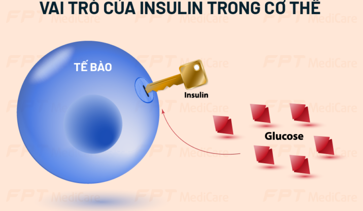 Vai trò của Insulin trong cơ thể